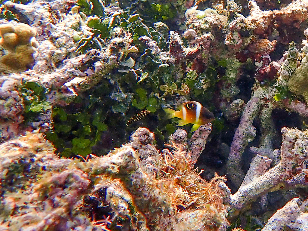 Monarch Damsel