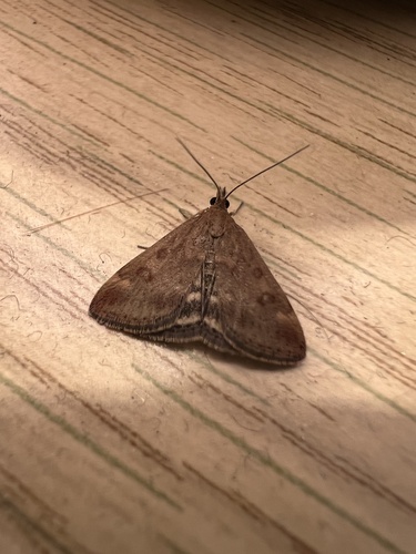 Straw-barred Pearl