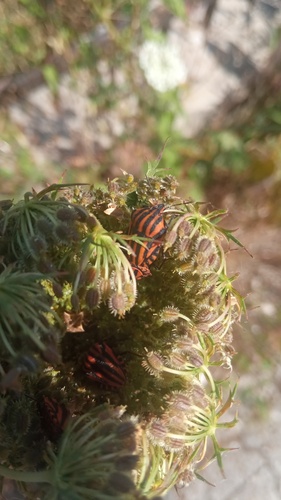 Continental Striped Shield Bug