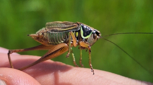 Roesel's Bush-cricket