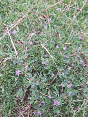 Reversed clover