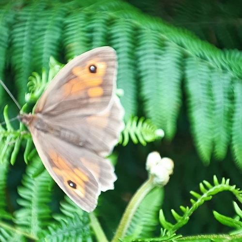 Meadow Brown