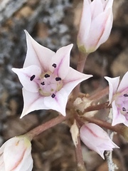 Allium nevadense