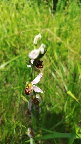 Bee Orchid