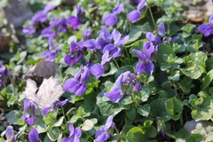 Viola odorata