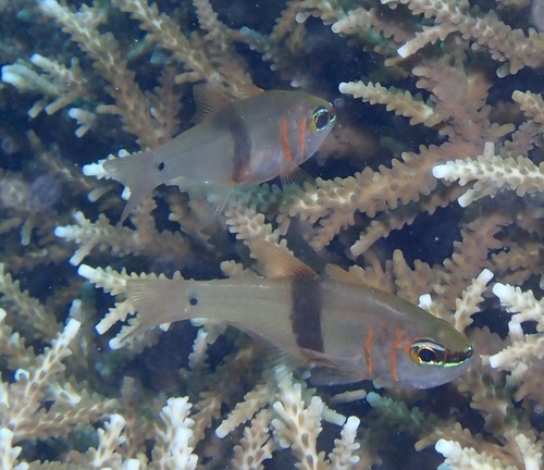 Taeniamia zosterophora observed 2026-06-04