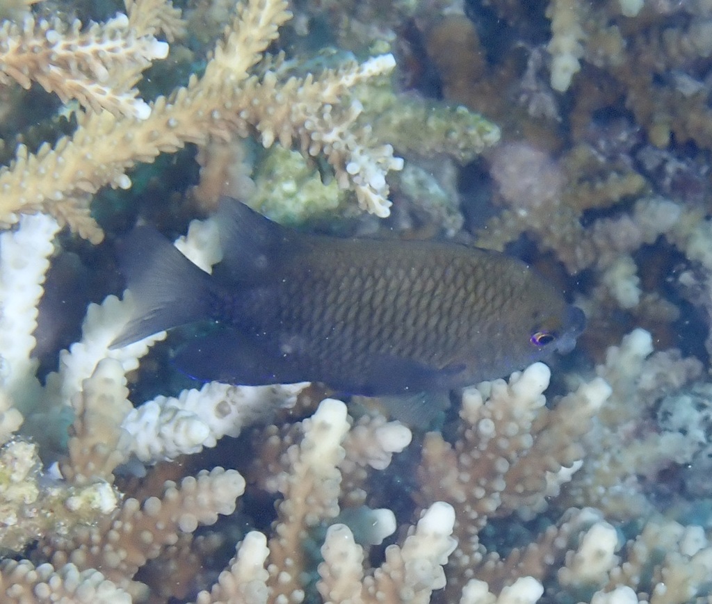 Big-lip damsel