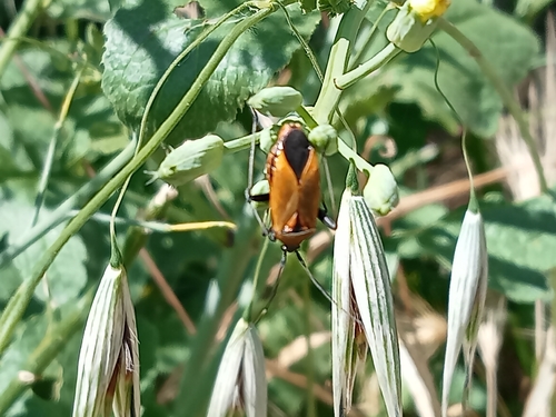 Calocoris nemoralis