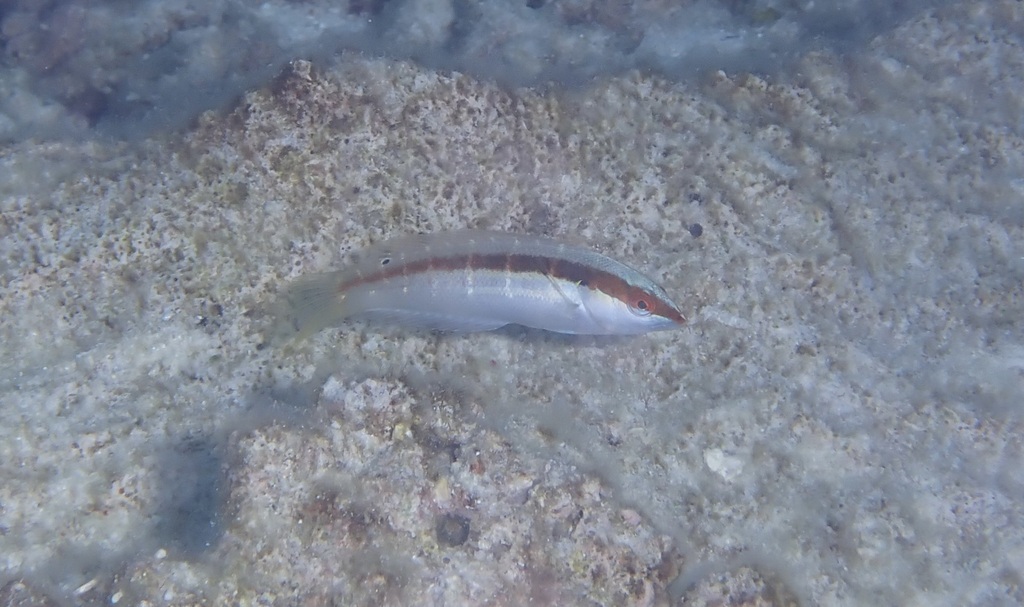 Pale-barred Coris