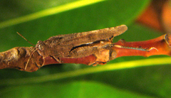 Lactista gibbosus