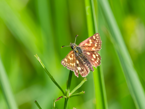 Chequered Skipper