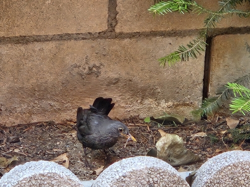 Eurasian Blackbird