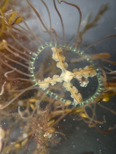 Orange-striped Jellyfish, California, US, photo 6 of 10
