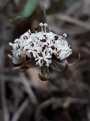 Lomatium linearifolium
