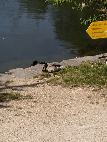 Mallard