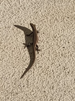 Southeastern Morethia Skink