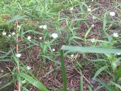 Moehringia