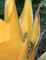 Heliconia caribaea