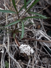 Lomatium linearifolium