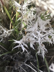 Dasyochloa pulchella