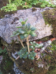 Echeveria nodulosa