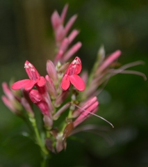 Lophostachys chiapensis