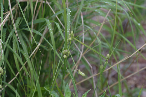 Carex peiktusanii iNat (1)