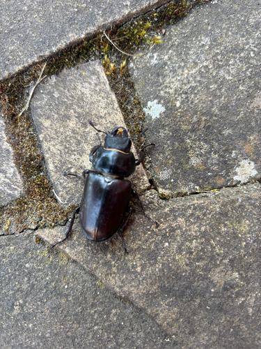 European Stag Beetle