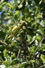 Leiothlypis celata lutescens