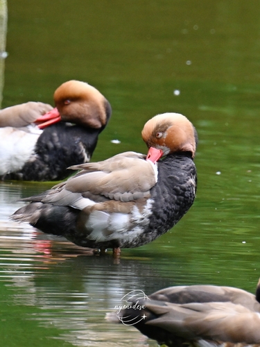 Red-crested Pochard