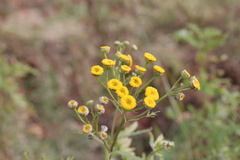 Tanacetum vulgare
