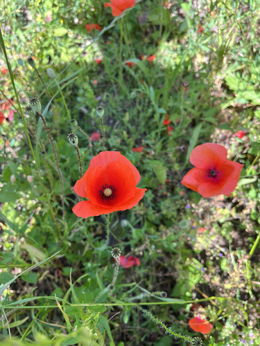common poppy