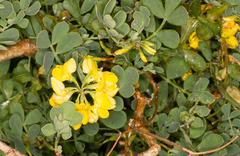 Coronilla