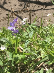 Phlox divaricata