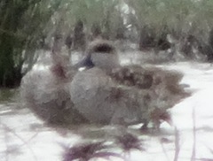 Marmaronetta angustirostris