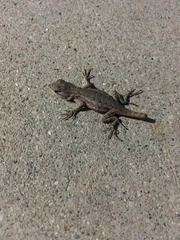 Sceloporus occidentalis
