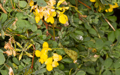 Coronilla