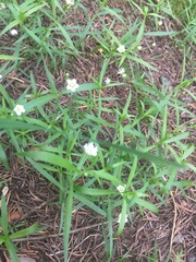 Moehringia