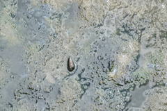 Cerithideopsis californica