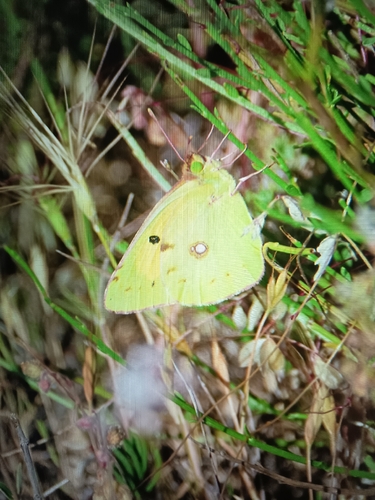 Clouded Yellow