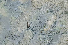 Cerithideopsis californica