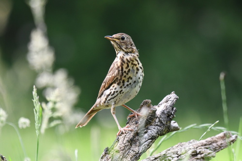 Song Thrush