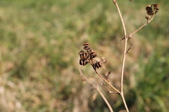 Medicago sativa