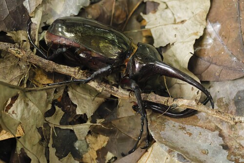 Atlas Beetle