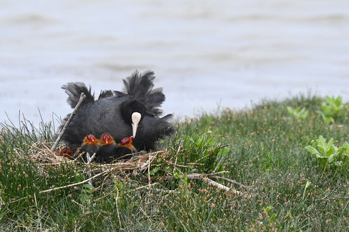 Eurasian Coot