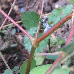 Bastilla solomonensis