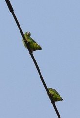 Forpus crassirostris