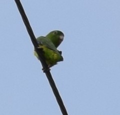 Forpus crassirostris