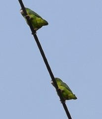 Forpus crassirostris