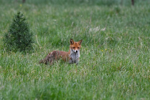 Red Fox
